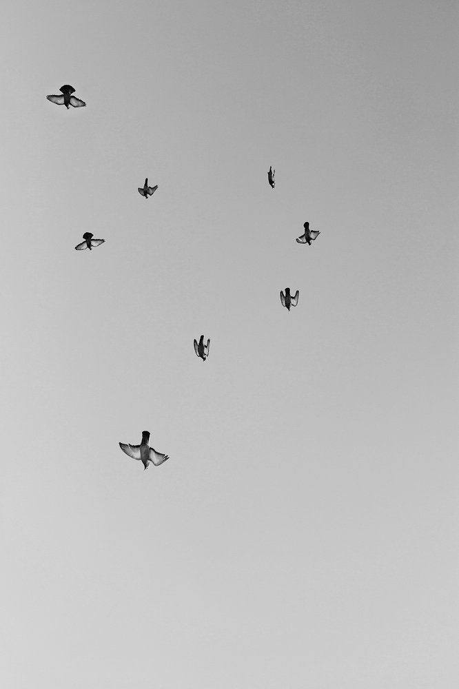 Когда птицы падают