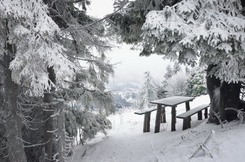 Поляна для 12 месяцев