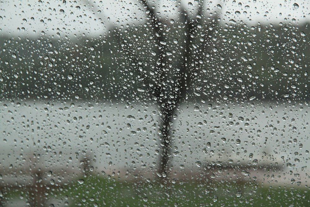 Дерево под дождем