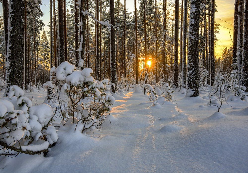 Рыжее солнце