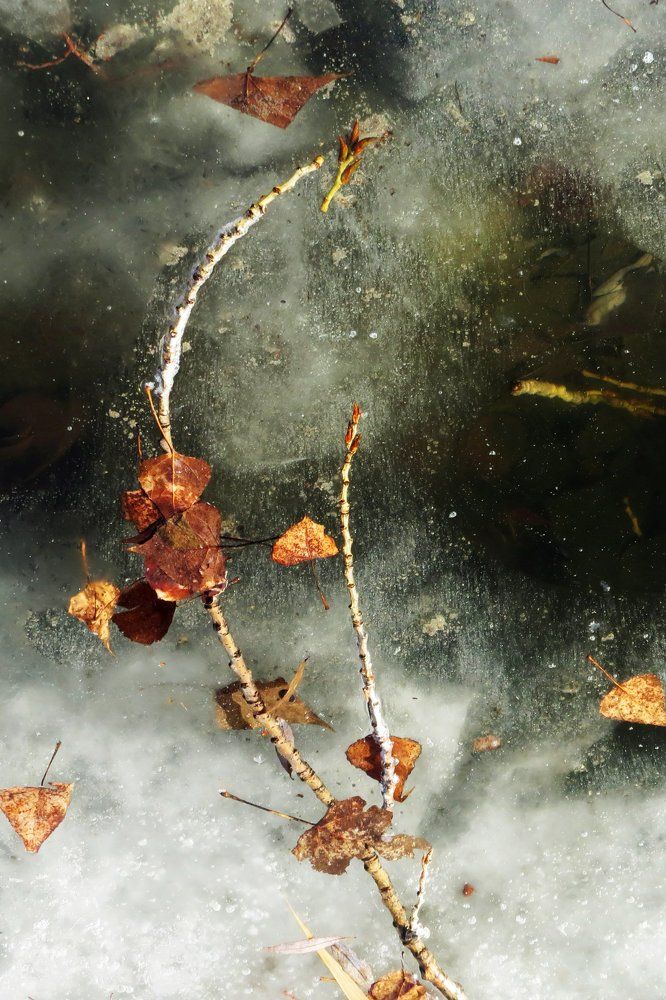 Осенне-зимний этюд.