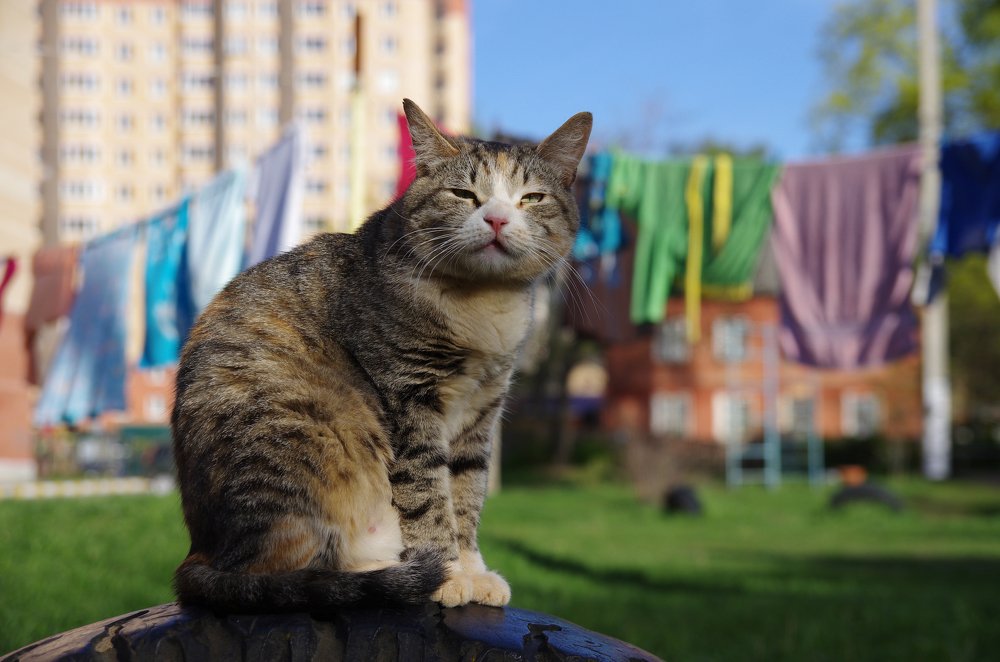 Хозяин двора