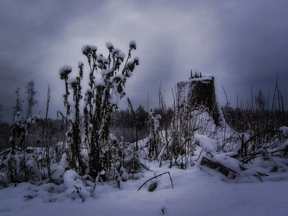 Зимний букет