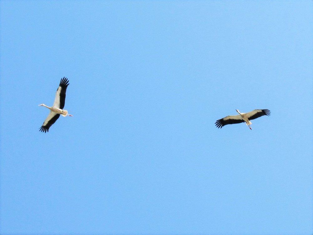 Летят журавли