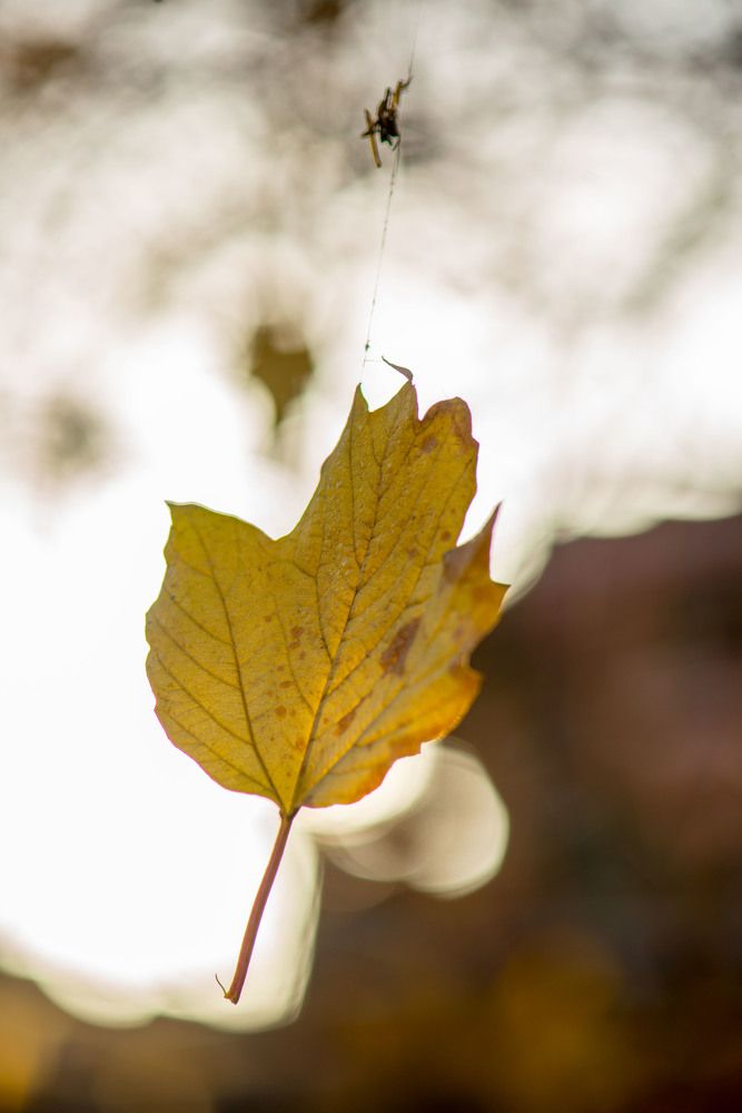 Листок еще совсем живой