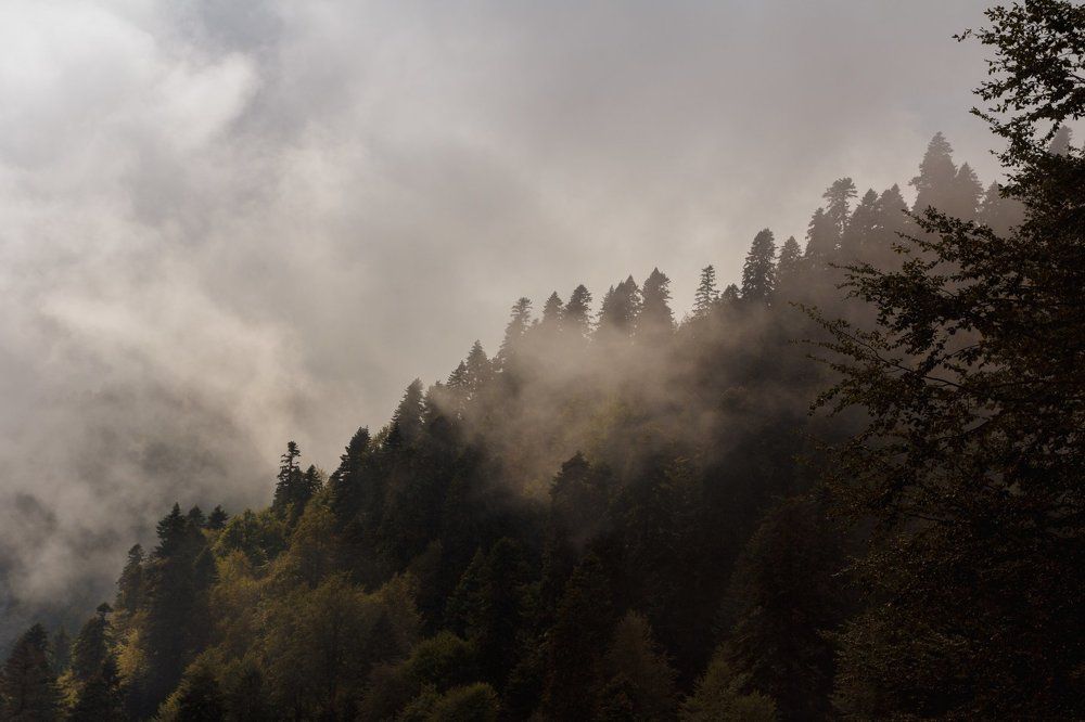 Лес в облаках