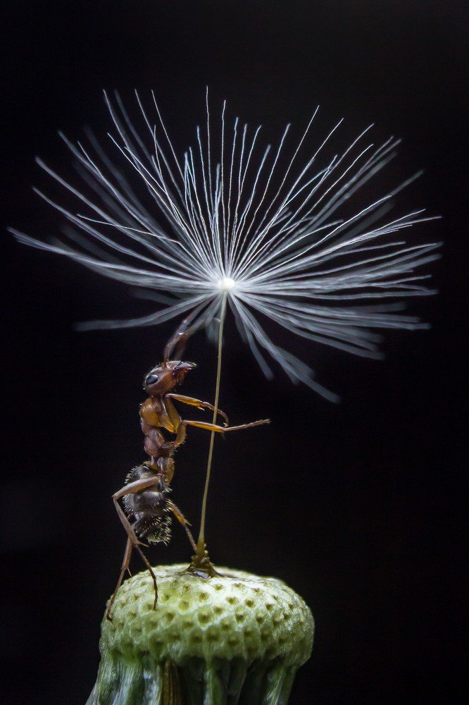 "Все равно дотянусь!"