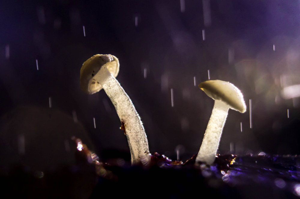 Волшебный дождь...