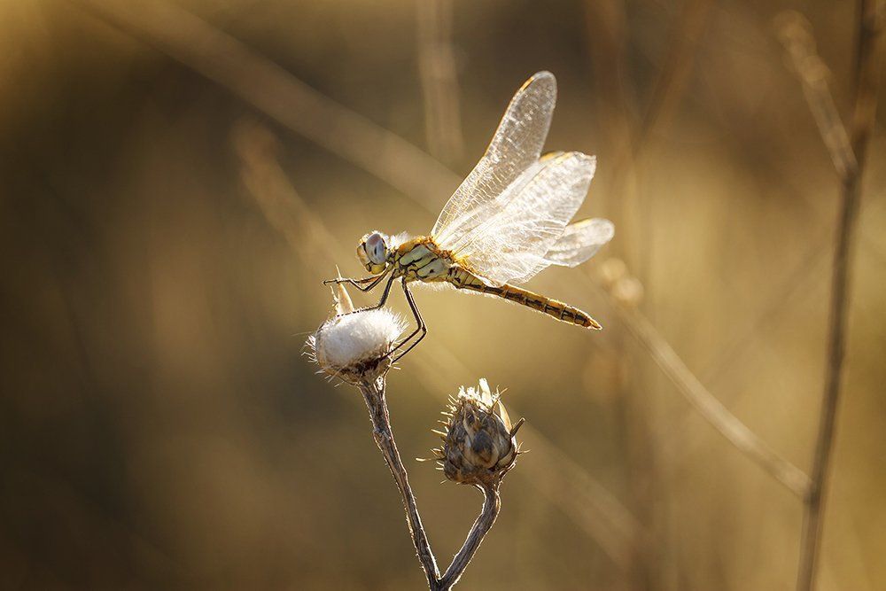 Осеннее утро