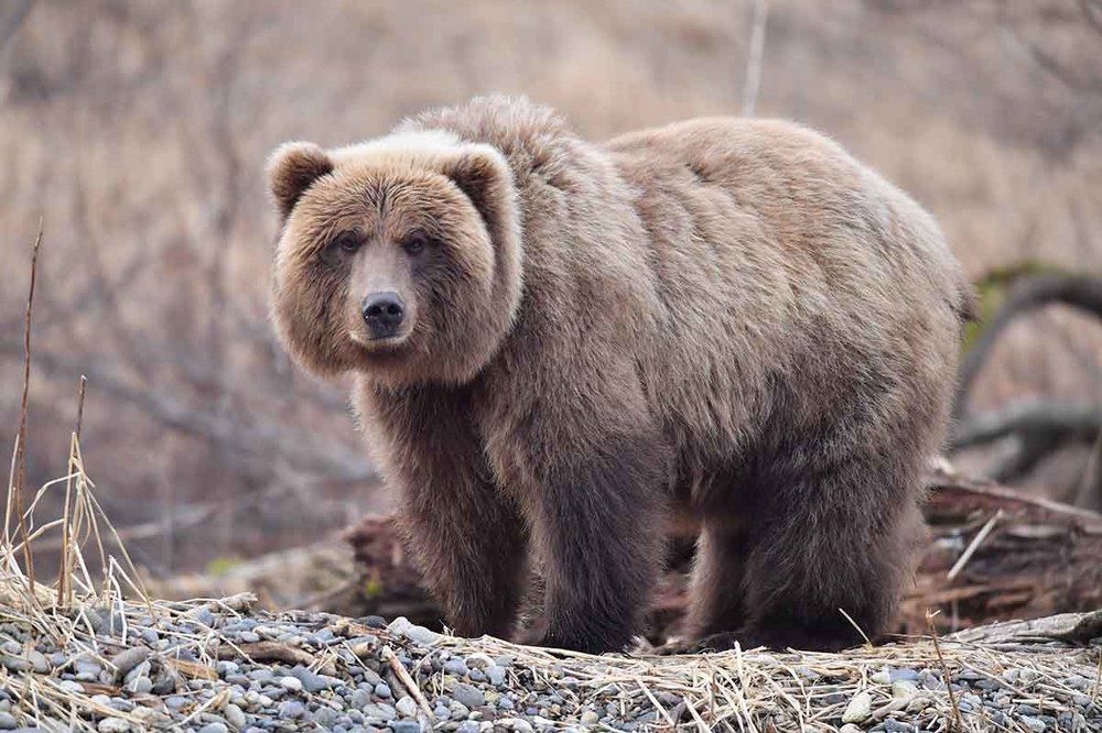 Шуба, она же спальный мешок