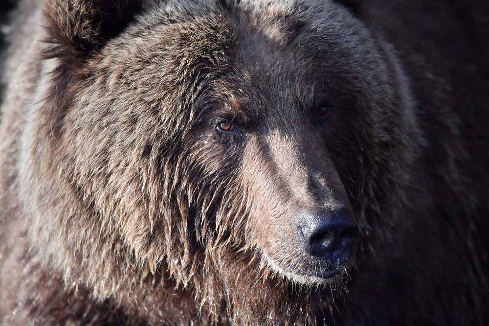 Без сантиментов