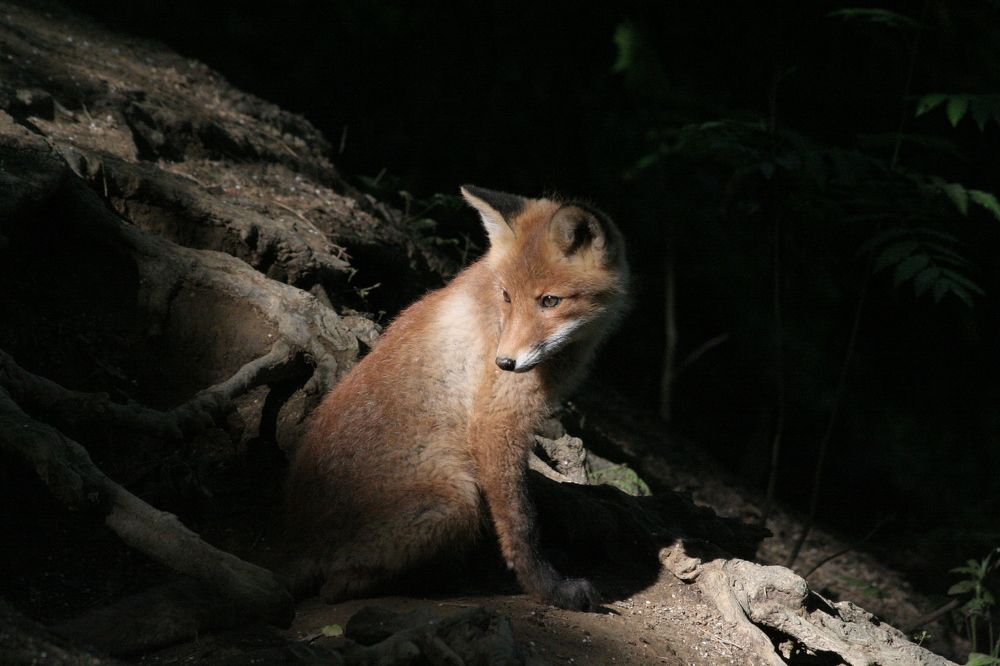 Лисы в Шуваловском парке