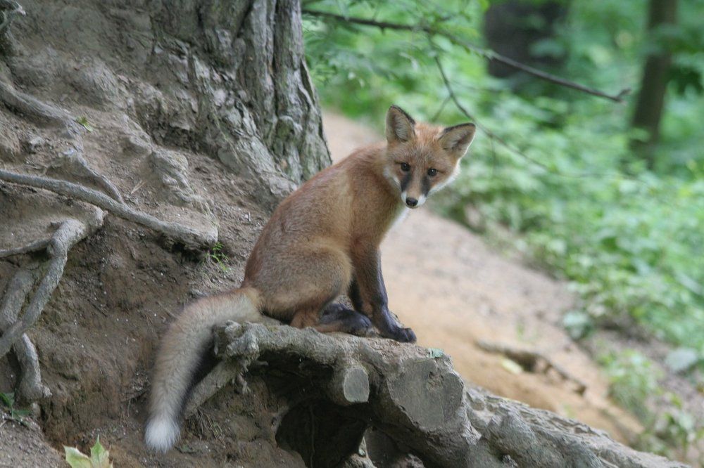 Лисы в Шуваловском парке
