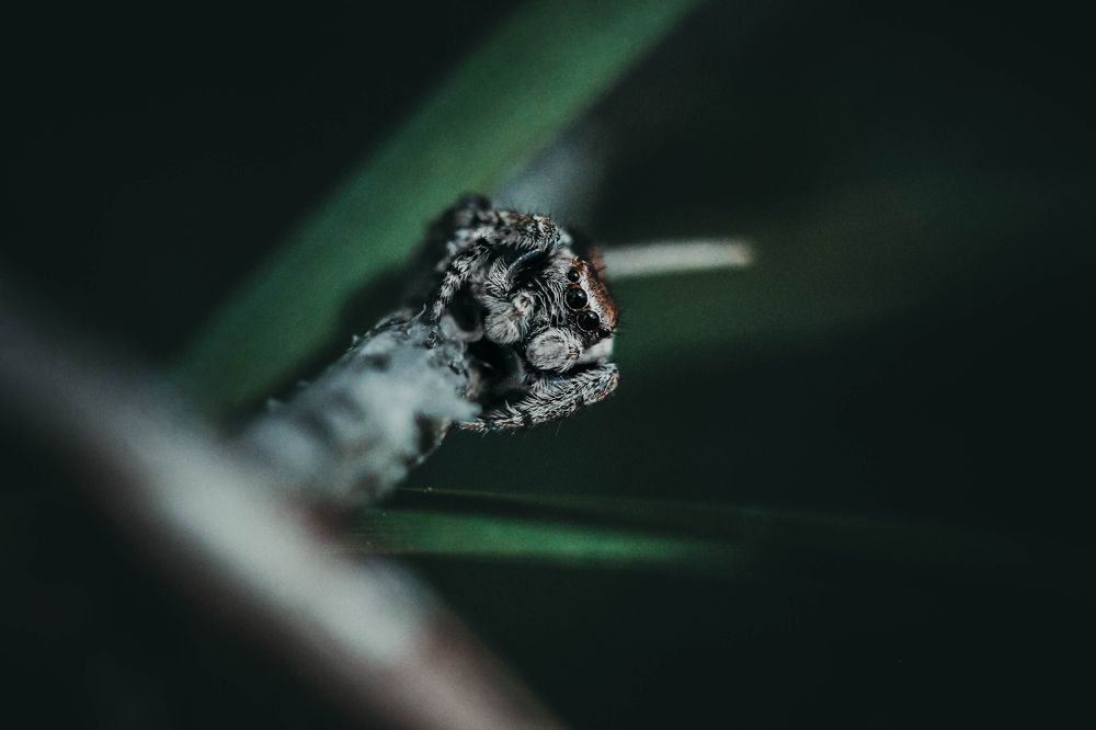 «паук — скакун»