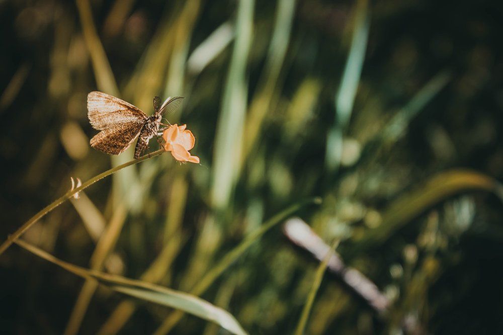 Утро начинается с цветочного нектара.