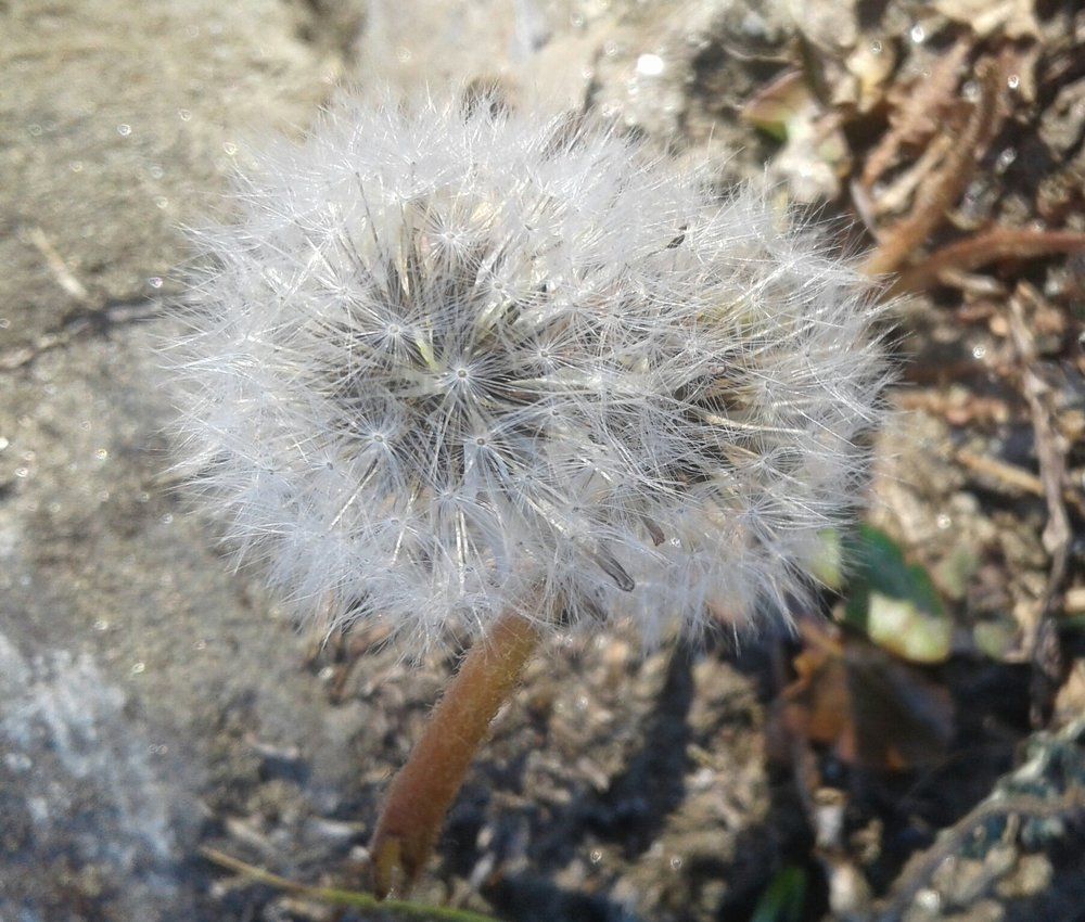 Beautiful nature ,beautiful flower