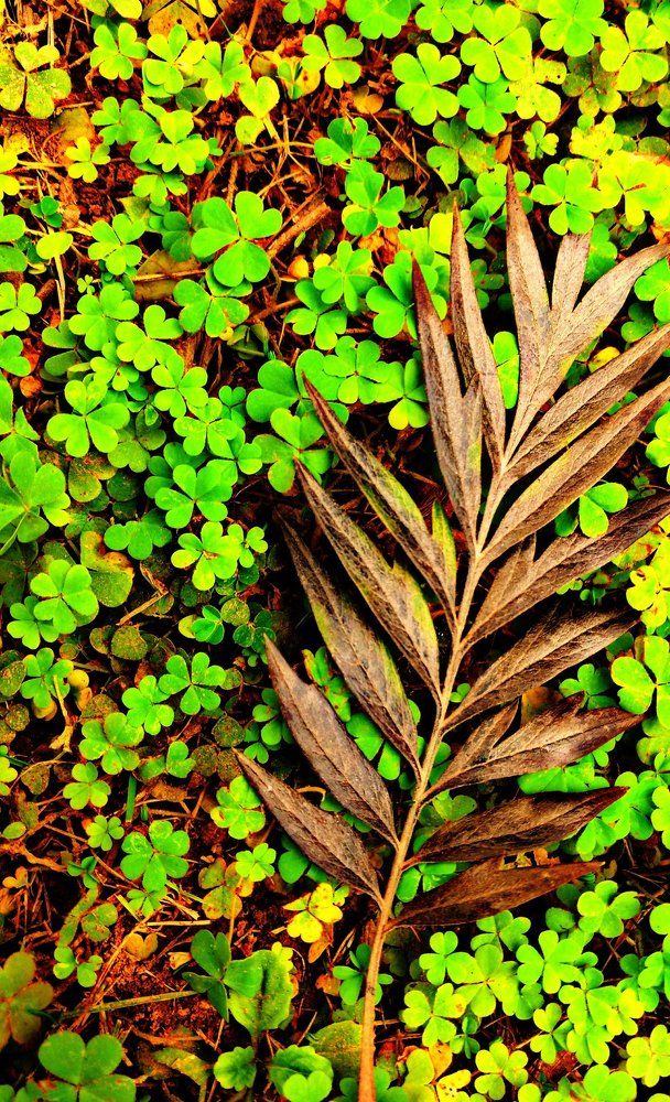 Leaf