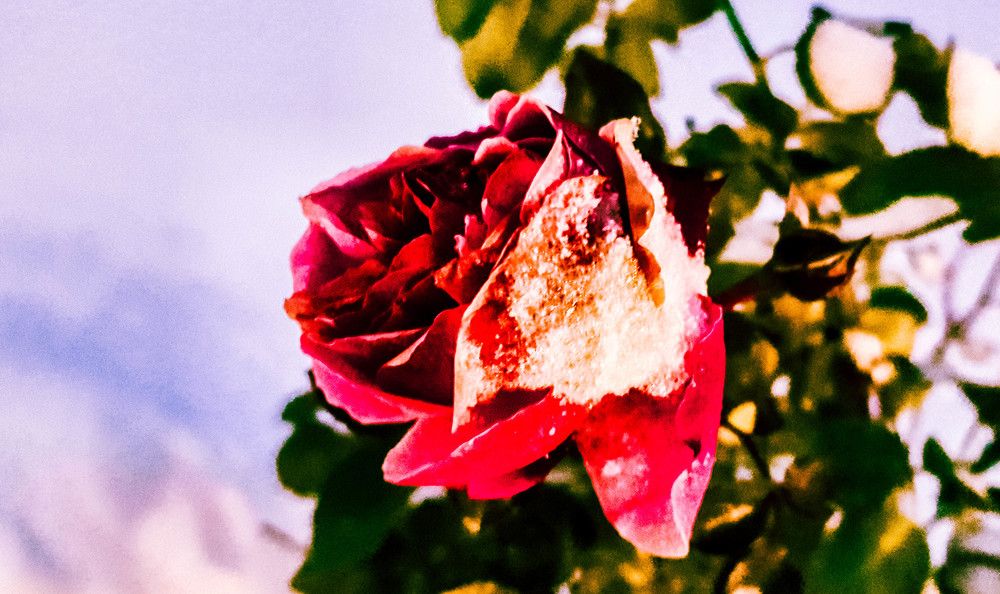 Неувядающая красота.