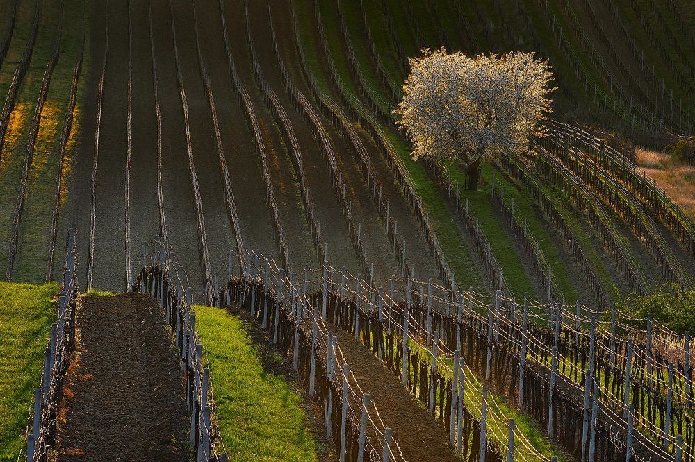 Рассвет на весенних виноградниках