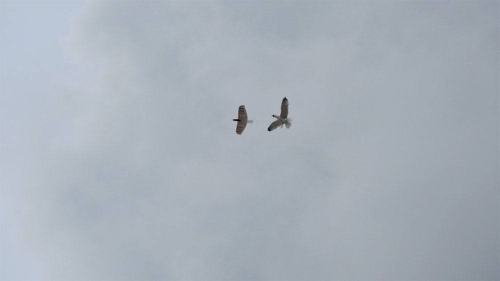 Чайка и самолетик