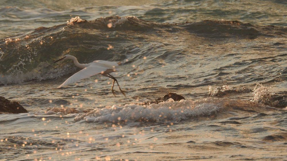 Цапля в полете