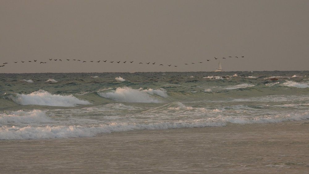 Перелетные птицы