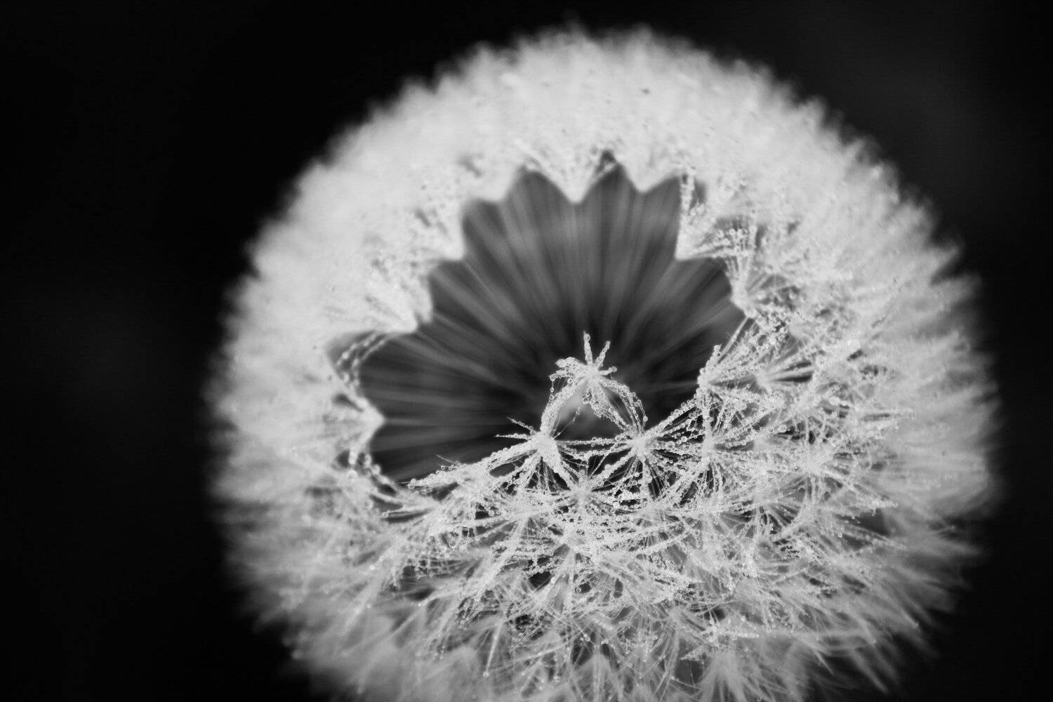 Cristal Flower