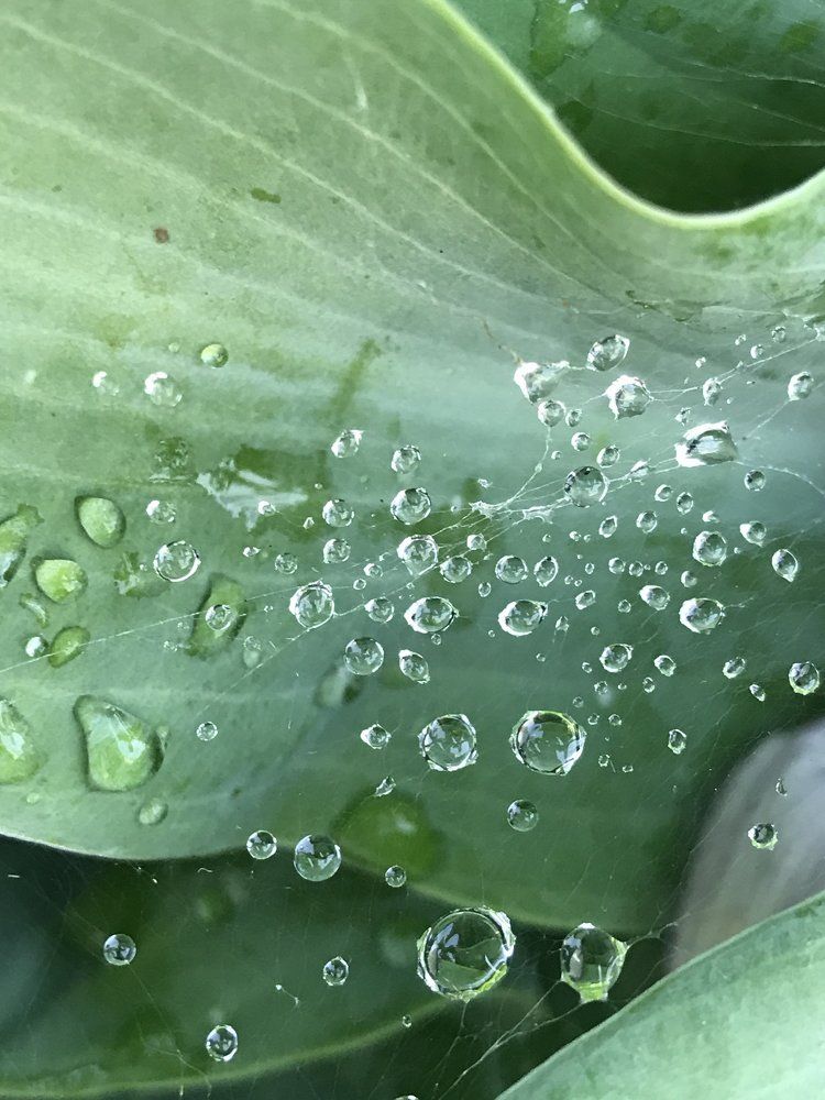 Suspended water drops