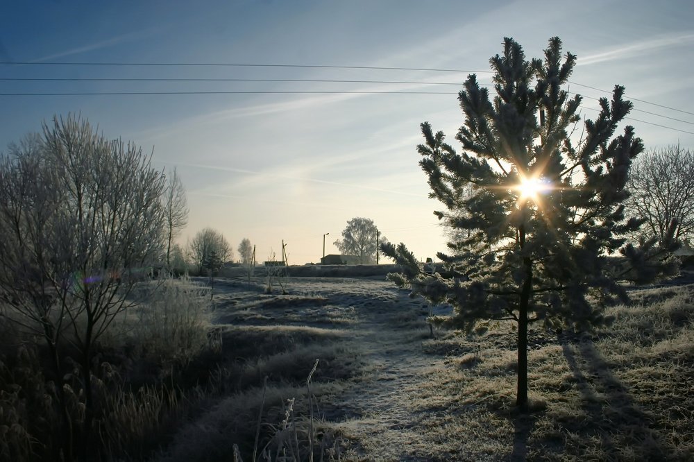 Солнце укуталось в сосну.