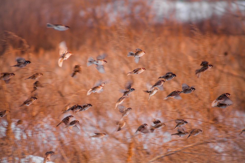 Перелетники