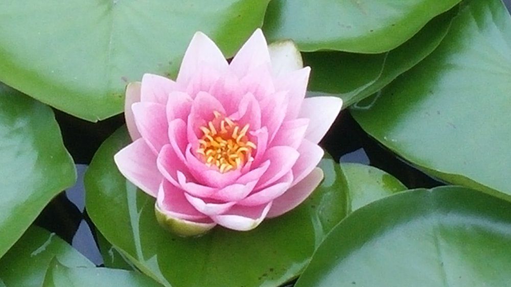 Чудо природы