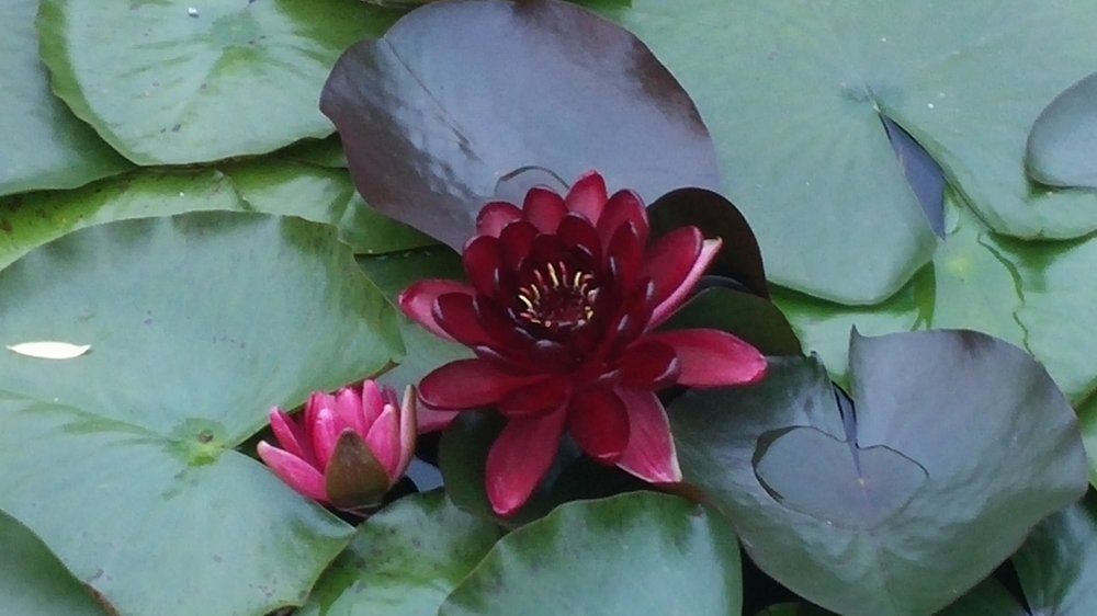 Водяная лилия