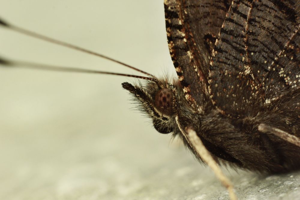 "Павлиний глаз"