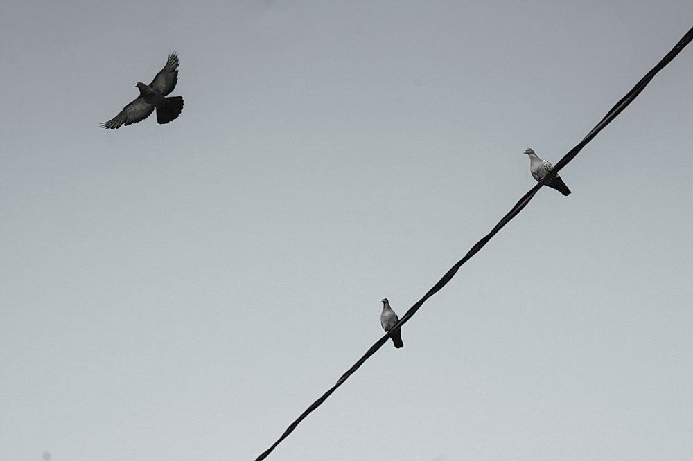 Третий лишний