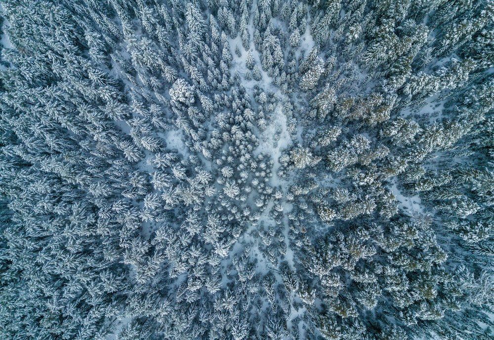 Могучая Тайга