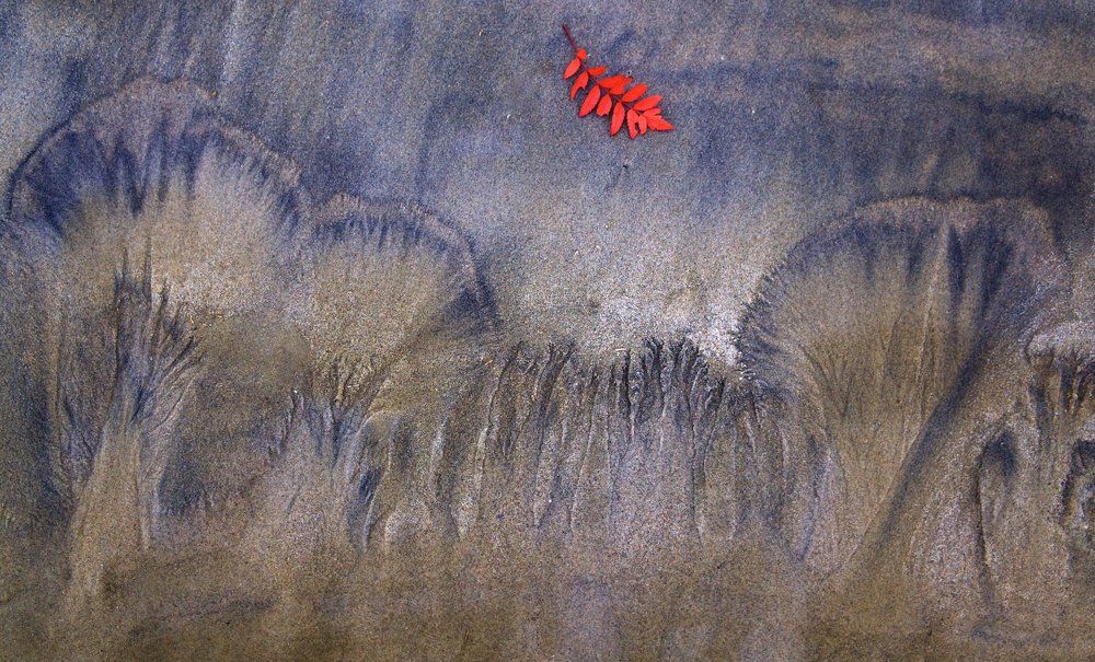 Шумел осенний лес...