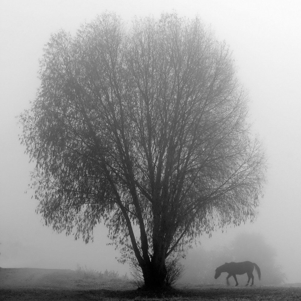 Photograph by Сергей Шляга