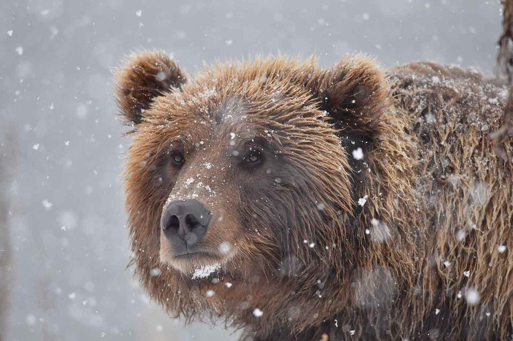 Белые мухи полетели. Пора в берлогу