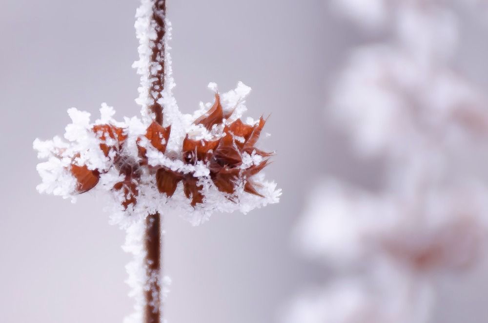 Зимнее утро