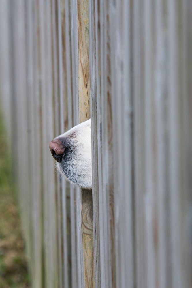 Photograph by Raigo Tõnisalu