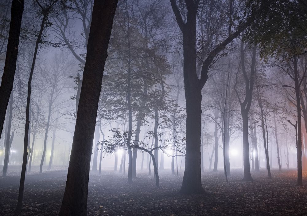 Туман в ночном парке