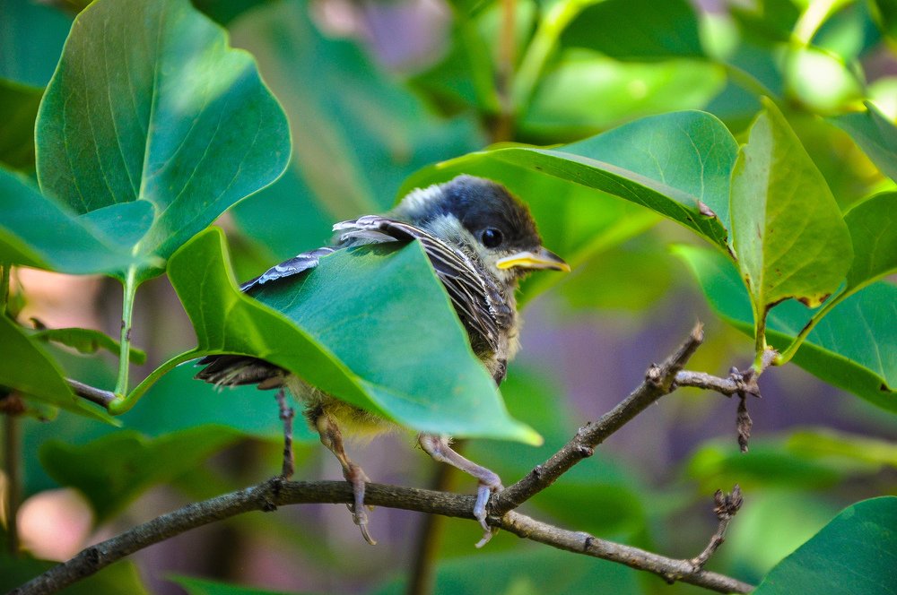 ..в поисках мамы..