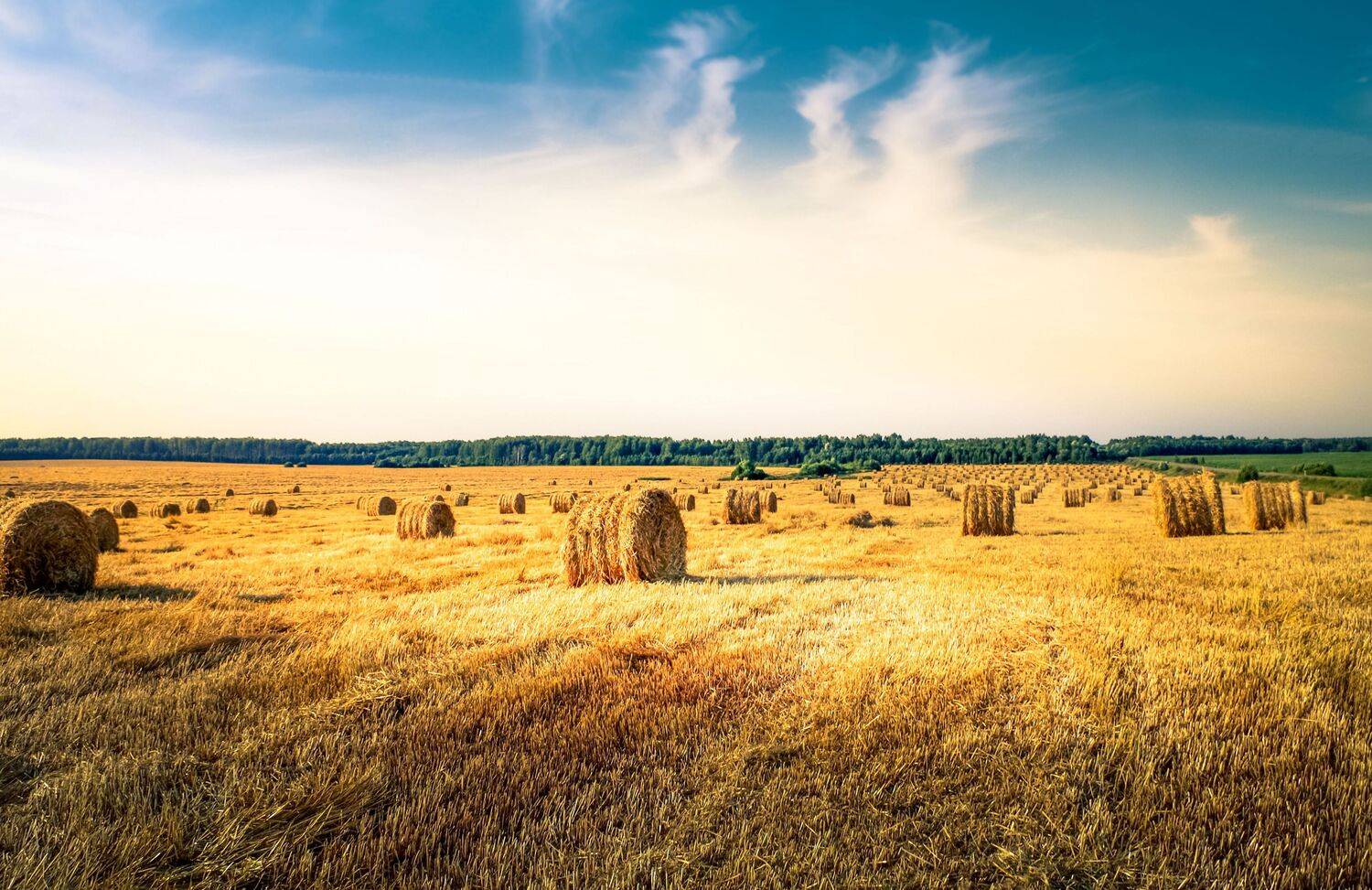 Russian field