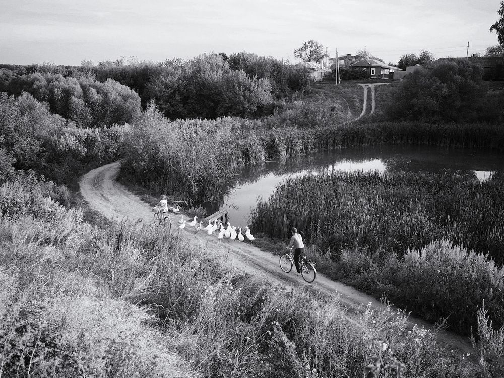 Картинки из детства. Утки у пруда.