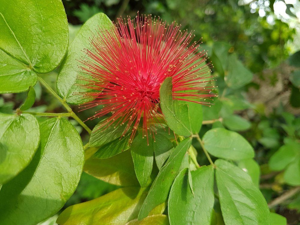 Red powder ....