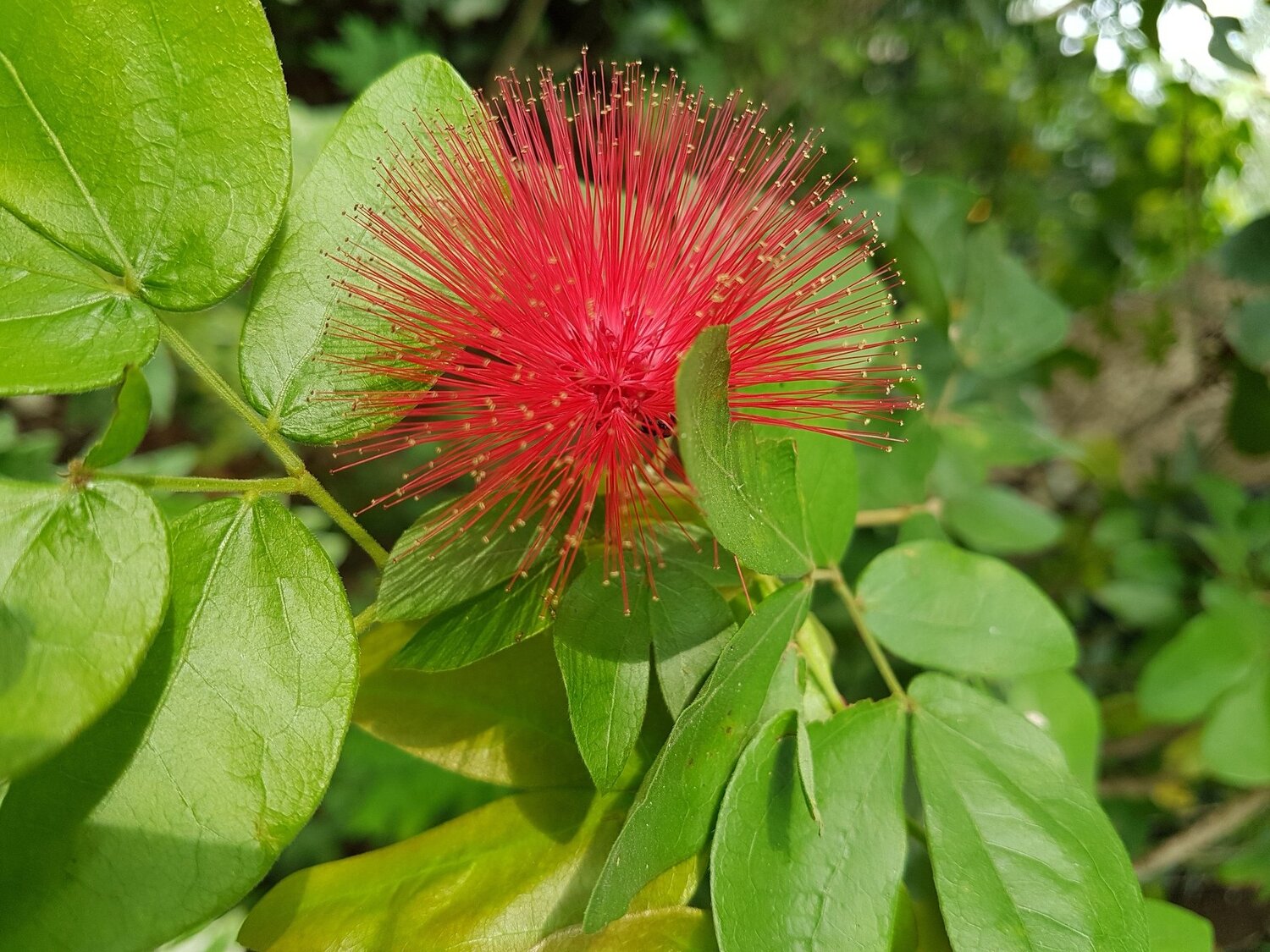 Red powder ....