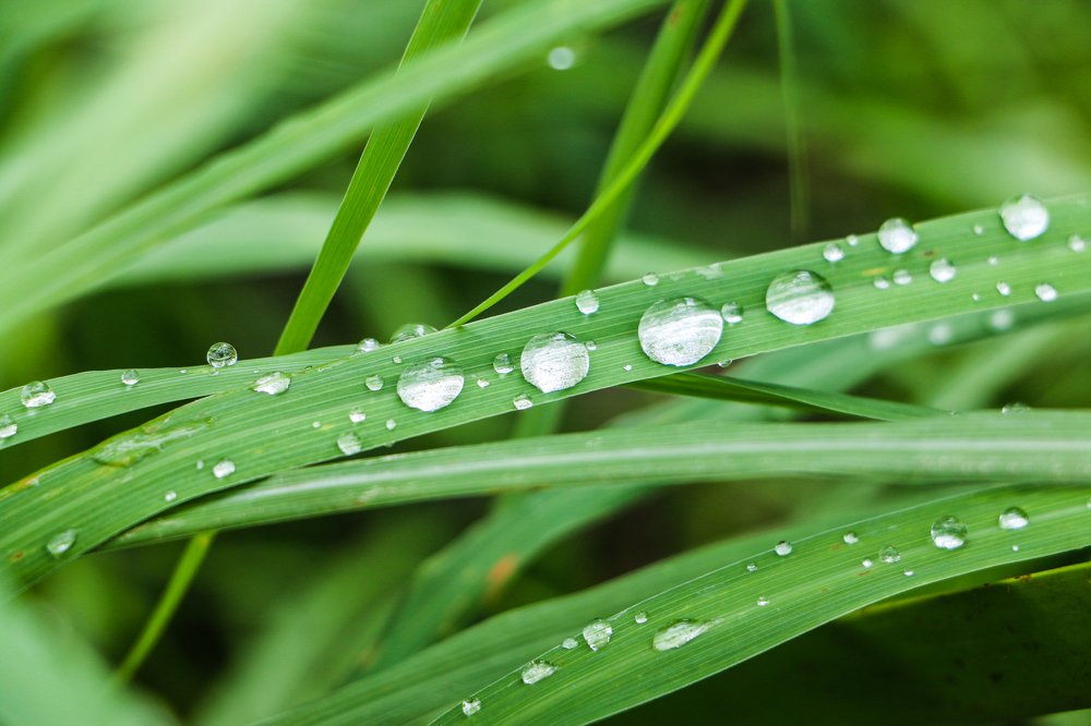 Water Drops