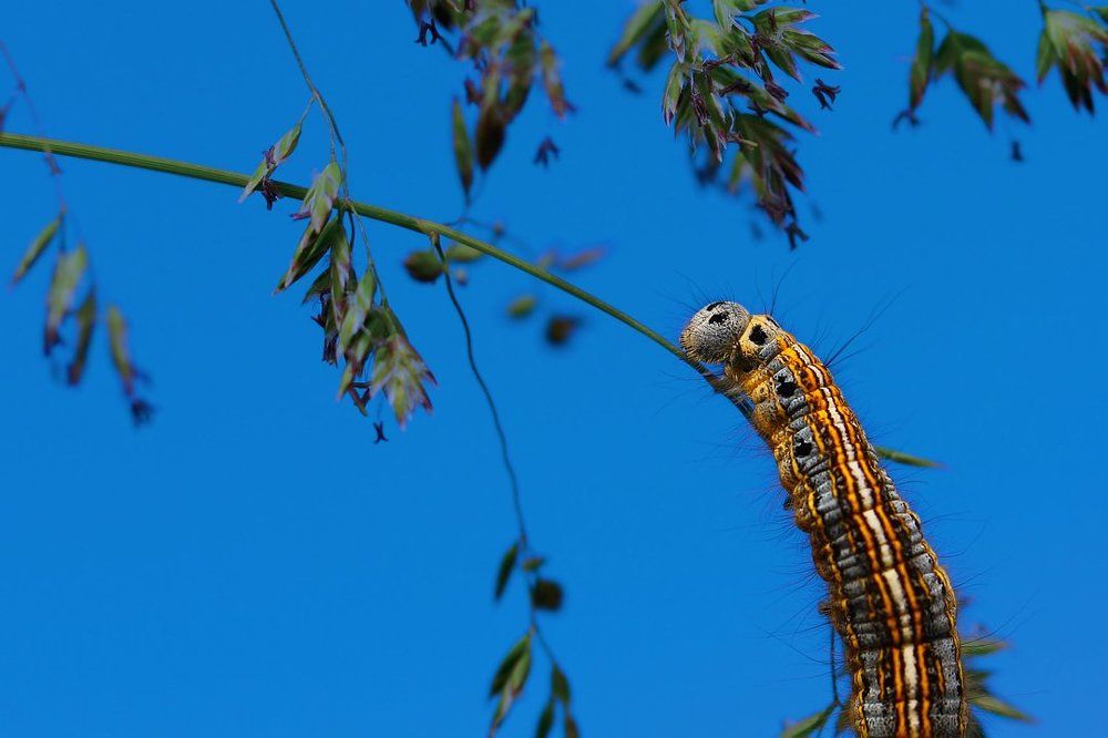 Дотянуться до небес...