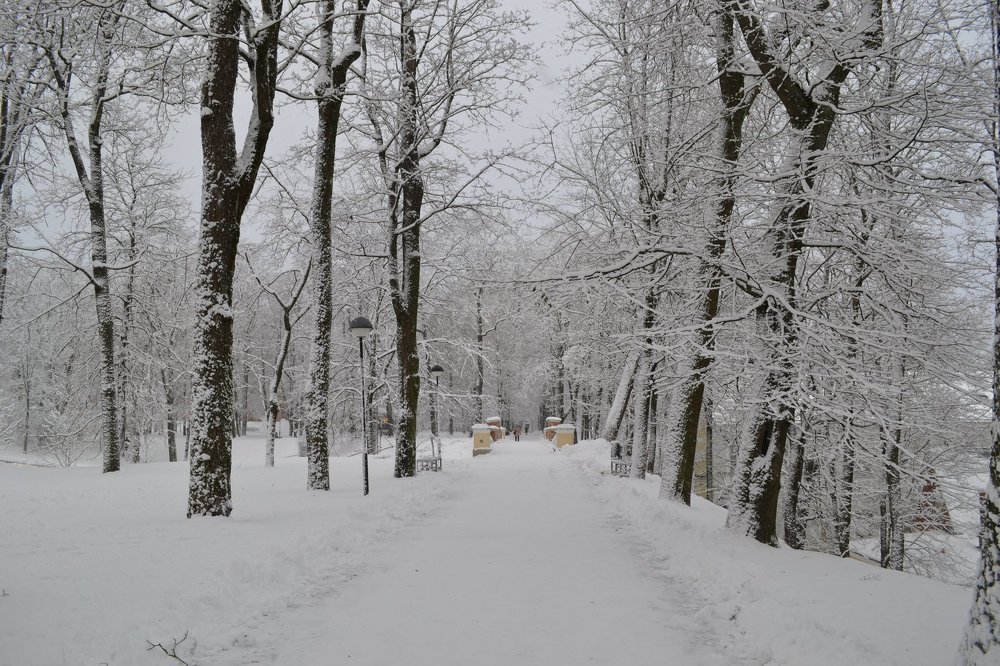 зима в парке