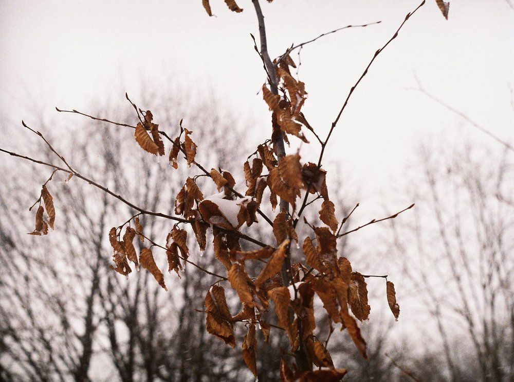 Задержавшиеся листья